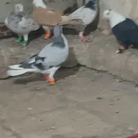 فروش کبوتر