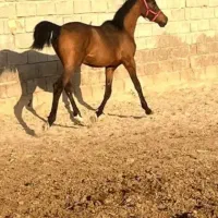 اسب نر عبیان