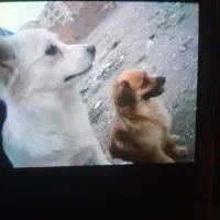 دوعدد سگ پودل کراس واشپیتز باهم بفروش میرسد