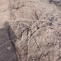 نهال انگور کشمشی دو ساله