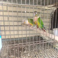 جفت گیرنچیک
