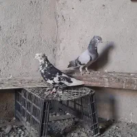 کبوتر معمولی گرفتنی|پرنده|اهواز, بعثت|دیوار