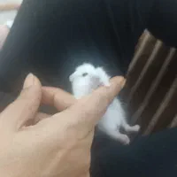 همستر  کمپل نر سفید