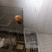 طوطی برزیلی دستی