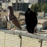 کفتر شهری سرخ