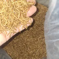 فروش میلورم خشک و زنده