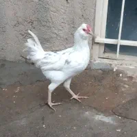 خروس گلین اصیل|حیوانات مزرعه|بیستون, |دیوار