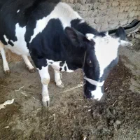 فروش گاو و گوساله|حیوانات مزرعه|کوهدشت, |دیوار