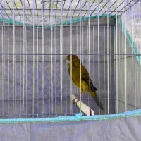 قناری حرفه ای