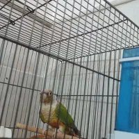 گرینچیک سخنگو دستی|پرنده|قم, نخودی|دیوار