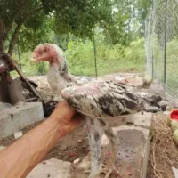 جوجه لاری