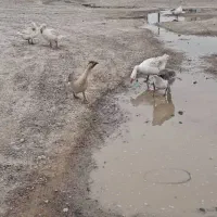 غاز درشت ۳عدد نر و ۴عدد ماده تخم گذار|حیوانات مزرعه|انبارآلوم, |دیوار