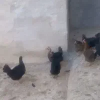 تخم مرغ نطفه دار