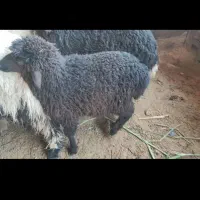 گمشده  6 تا بره و یک کهره بز