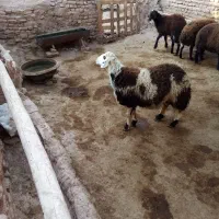 بره نر|حیوانات مزرعه|فریمان, |دیوار