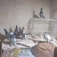 کبوتر قارقا|پرنده|باروق, |دیوار