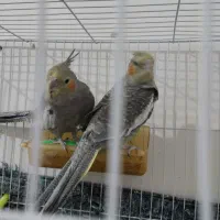 عروس هلندی جوجه دستی|پرنده|مشهد, شهید احمدی روشن|دیوار