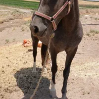 کره اسب مادیون