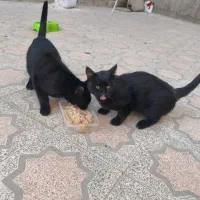 گربه / گربه خانگی / واگذاری|گربه|تویسرکان, |دیوار