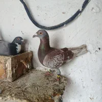 چندتا کبوتر گرفتنی از هوا