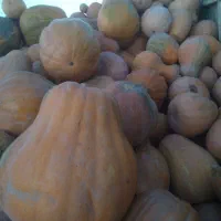 کدو  حلوای ننح