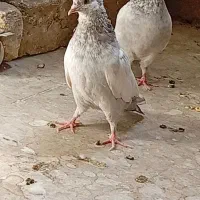 سینه سوسنی مفلق