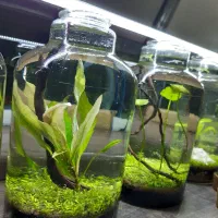 تنگ ماهی تراریوم ویواریوم تک به قیمت عمده