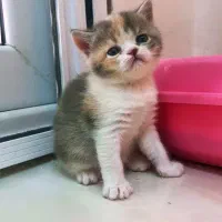 بریتیش های زیبا|گربه|تهران, جنت‌آباد مرکزی|دیوار
