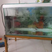 ماهی|ماهی|سنندج, |دیوار