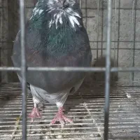 کبوتر نوک قنار