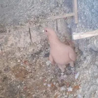 ماده زرد کرمانی|پرنده|قائن, |دیوار