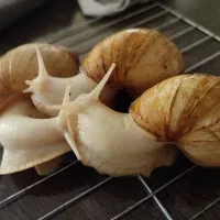 حلزون|خزنده|تهران, فلاح|دیوار