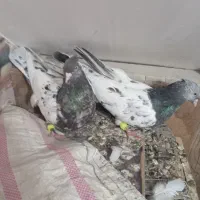 کبوتر|پرنده|اهواز, شهرک دانشگاه|دیوار