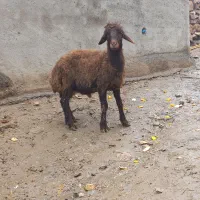 بره نر هترو دوقلوزا