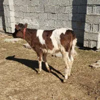 دوراس گوساله ماده دورگه از گاو تلیسه دورگه گاو