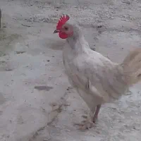 نیمچه مرغ خروس میکس کوشین ولهستانی|حیوانات مزرعه|رشت, بازار|دیوار