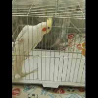 عروس هلندی لوتیونی