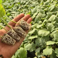 سالن تولید (نشا) کشت آزاد|خدمات باغبانی و درختکاری|بندرعباس, |دیوار