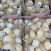 جوجه گوشتی راس ۳۰۸ از نژاد مرغ خروس سنگین وزن|حیوانات مزرعه|سیرجان, |دیوار