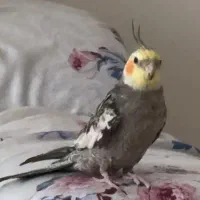 مژدگانی برای عروس هلندی|پرنده|سرخرود, |دیوار