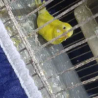 فروش جفت مرغ عشق|پرنده|بندر ماهشهر, |دیوار