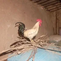 خروس
