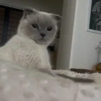 گربه اسکاتیش فولد (نیمه فولد )