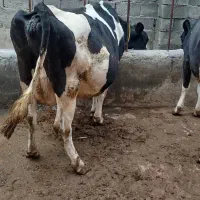 گاو‌جوان‌یک‌هفته‌مانده‌زایمان‌18‌کیلو‌شیر