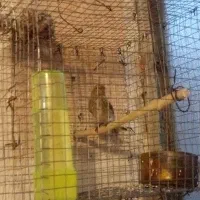 پرنده سهره قفسی