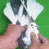 گرفتنی ۸تا یکجا|پرنده|تهران, مولوی|دیوار