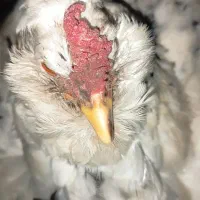 مرغ کرچ پنگوئنی