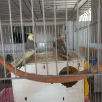 فروش‌عروس‌هلندی‌مولد