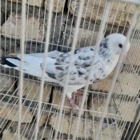 کبوتر پرشی مال این حرفا