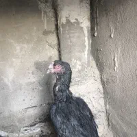 مرغ لاری اصلی افغان آلمان|حیوانات مزرعه|تهران, شهرک ابوذر|دیوار